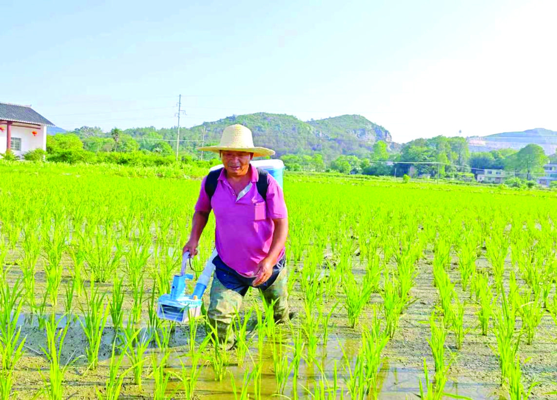 瑞金：抢抓时节忙施肥 助力早稻丰产丰收
